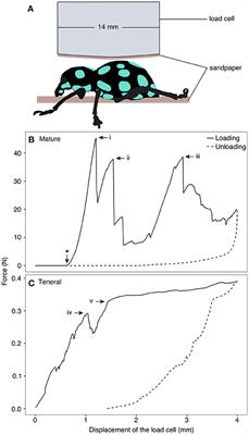 Biomechanical Strategies Underlying the Robust Body Armour of an Aposematic Weevil